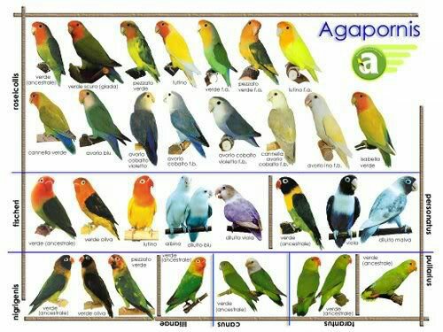 Lovebird Species Chart
